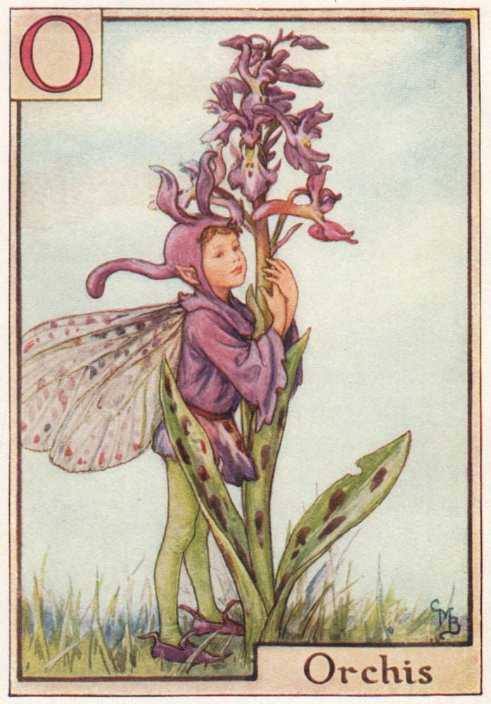 O = Orchis Fairy by Cicely Mary Barker. Alphabet Flower Fairies c1934 print